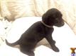 labrador retriever puppy posted by Dwayne Yawn